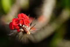 481-Nepal-annapurna-copyright-piotr-nogal