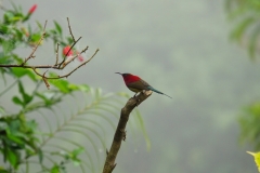 533-Nepal-annapurna-copyright-piotr-nogal 533-Nepal-annapurna-copyright-piotr-nogal