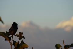 607-Nepal-annapurna-copyright-piotr-nogal 607-Nepal-annapurna-copyright-piotr-nogal