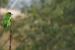 618-Nepal-annapurna-copyright-piotr-nogal