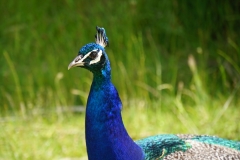 neuseeland sudinsel copyright piotr nogal 035