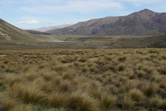 neuseeland sudinsel copyright piotr nogal 056