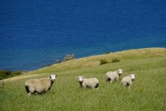 neuseeland sudinsel copyright piotr nogal 127