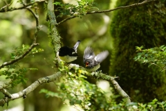 neuseeland sudinsel copyright piotr nogal 136