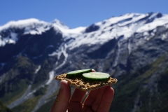 neuseeland sudinsel copyright piotr nogal 160