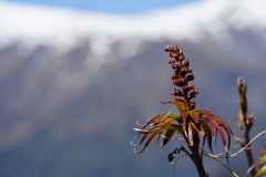 neuseeland sudinsel copyright piotr nogal 162