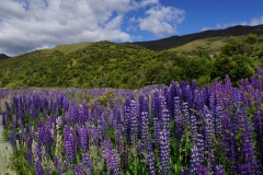 neuseeland sudinsel copyright piotr nogal 170