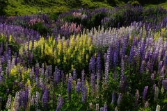 neuseeland sudinsel copyright piotr nogal 171