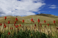 neuseeland sudinsel copyright piotr nogal 252