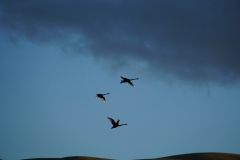 neuseeland sudinsel copyright piotr nogal 279