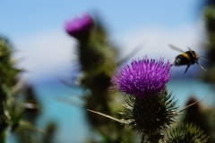 neuseeland sudinsel copyright piotr nogal 294