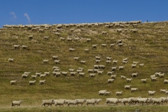 neuseeland sudinsel copyright piotr nogal 322