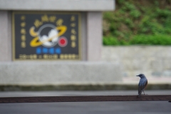taiwan copyright piotr nogal 194