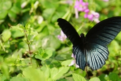 taiwan copyright piotr nogal 296