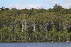 tasmanien 073 copyright piotr nogal