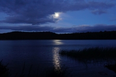 tasmanien 074 copyright piotr nogal