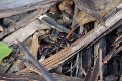 tasmanien 077 copyright piotr nogal