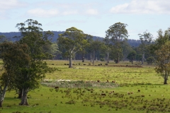 tasmanien 078 copyright piotr nogal