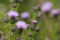 tasmanien 079 copyright piotr nogal