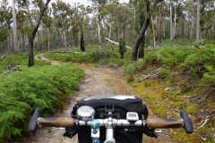 tasmanien 080 copyright piotr nogal