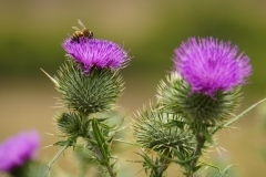 tasmanien 085 copyright piotr nogal
