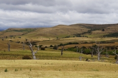 tasmanien 086 copyright piotr nogal