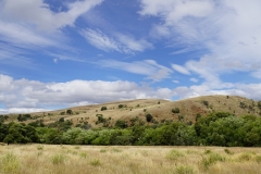 tasmanien 089 copyright piotr nogal