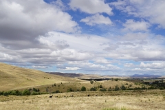 tasmanien 092 copyright piotr nogal