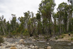 tasmanien 095 copyright piotr nogal