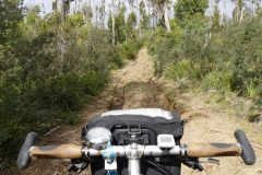 tasmanien 096 copyright piotr nogal