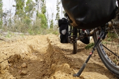 tasmanien 098 copyright piotr nogal