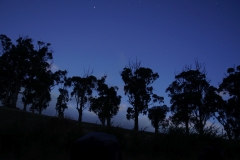 tasmanien 099 copyright piotr nogal