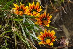 tasmanien 100 copyright piotr nogal