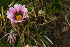 tasmanien 101 copyright piotr nogal