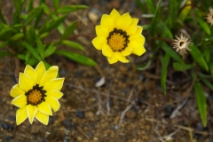 tasmanien 102 copyright piotr nogal