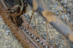 tasmanien 113 copyright piotr nogal