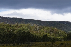 tasmanien 119 copyright piotr nogal