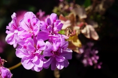 tasmanien 128 copyright piotr nogal