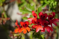 tasmanien 129 copyright piotr nogal