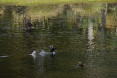 tasmanien 130 copyright piotr nogal