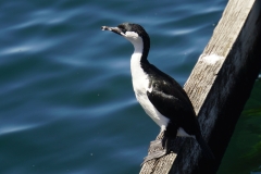 tasmanien 143 copyright piotr nogal