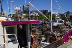 tasmanien 144 copyright piotr nogal