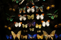 tasmanien 146 copyright piotr nogal