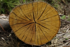 tasmanien 160 copyright piotr nogal