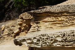 tasmanien 169 copyright piotr nogal