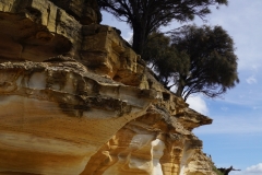 tasmanien 172 copyright piotr nogal