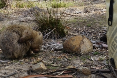 tasmanien 177 copyright piotr nogal