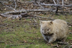 tasmanien 178 copyright piotr nogal