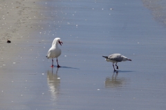 tasmanien 183 copyright piotr nogal