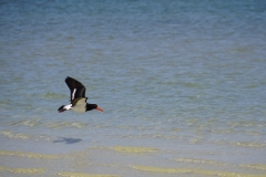 tasmanien 186 copyright piotr nogal